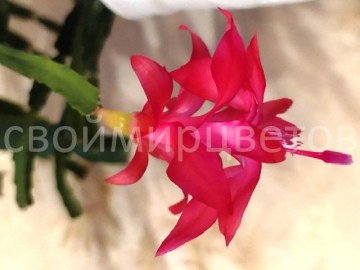 Шлюмбергера Exotica Jasmine